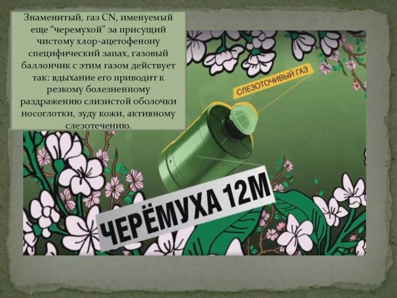 Руслан гук. чем пахнет «черёмуха»?
