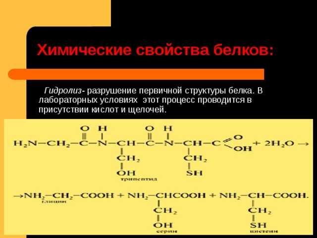 Основные функции белков в организме