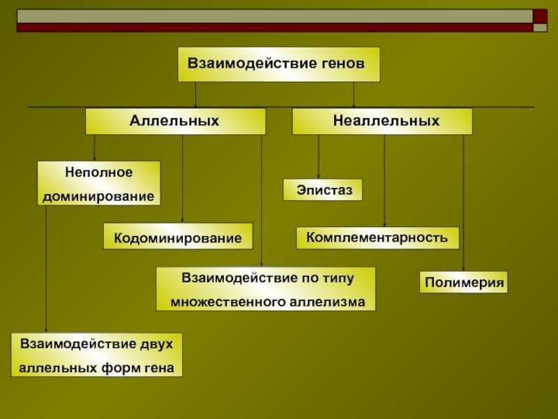 Конспект "взаимодействие генов. генетика человека" - учительpro