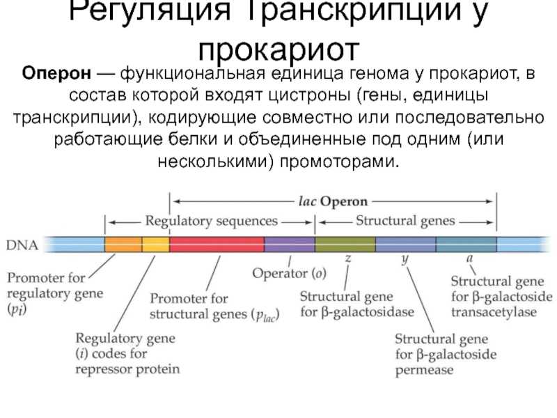 Определение оперона в генетике, схема и функции
