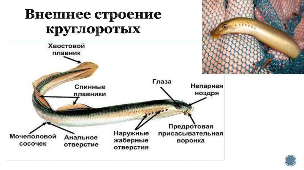 Подтип позвоночные, или черепные(vertebrata, или craniata)