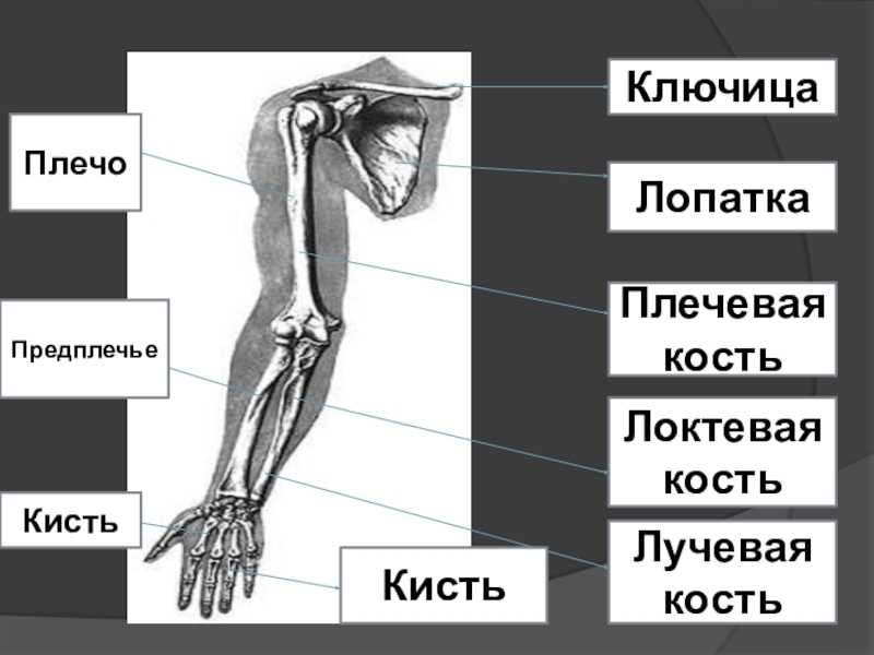 Где находится предплечье у человека рисунок