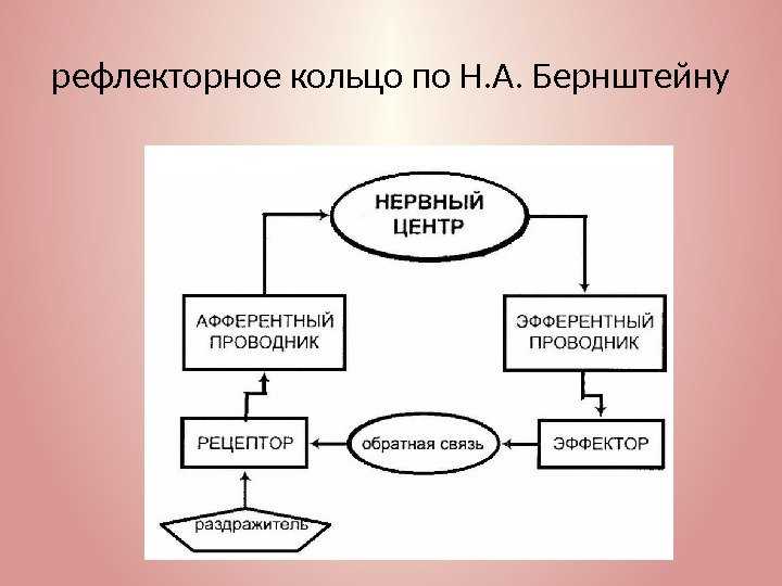 Рефлекторное кольцо бернштейна кратко и понятно