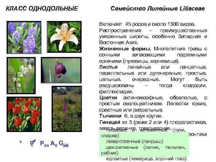 Общая характеристика и представители семейства лилейных: признаки и строение