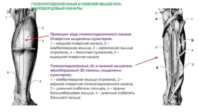 Заднее фасциальное ложе голени. мышцы голени. ахиллово ( achilles ) сухожилие. голеноподколенный канал. отверстия голеноподколенного канала.