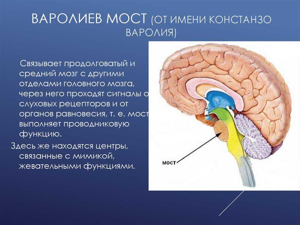 Мост, образования моста, внутреннее строение моста