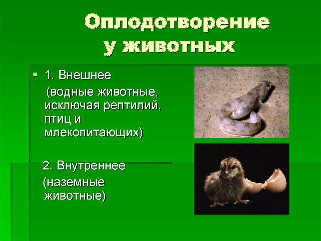 § 36. оплодотворение