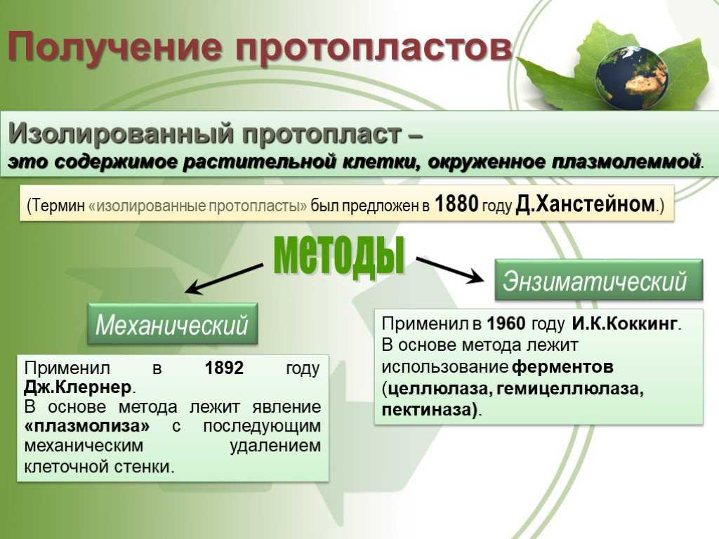 Протопласт и его производные химический состав и физико химическое состояние протопласта кратко