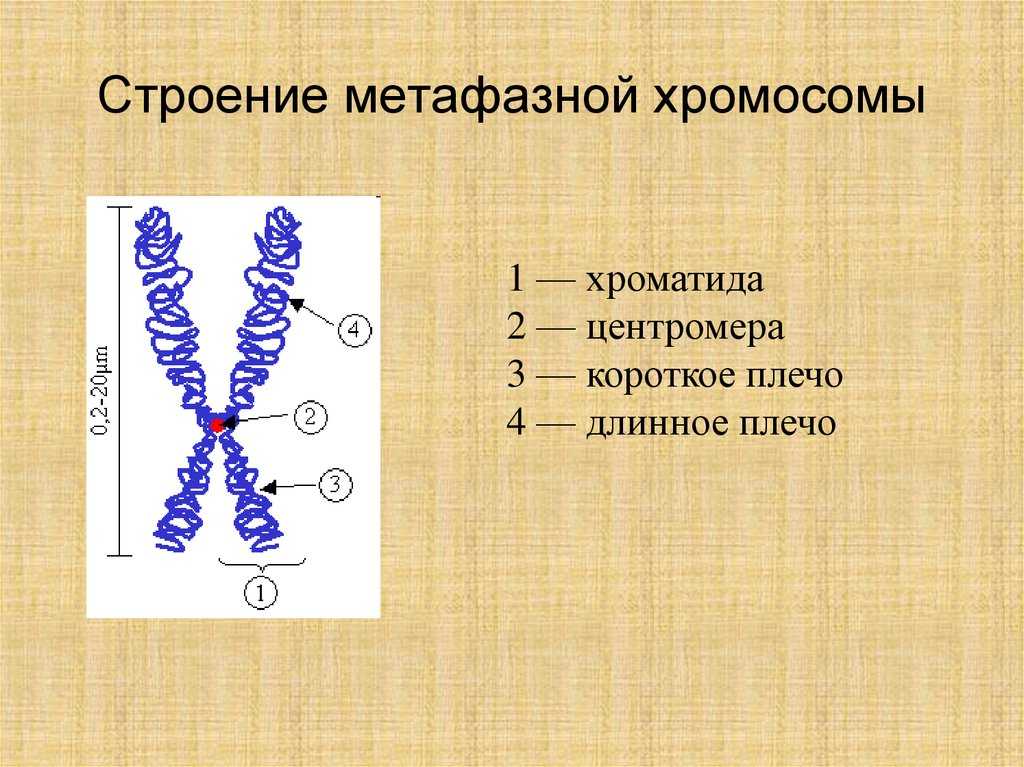 Хромосомы — большая медицинская энциклопедия