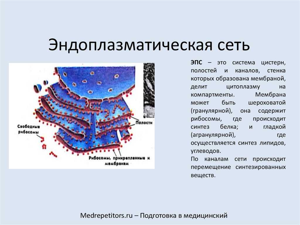 Кто открыл эндоплазматическую сеть — от земли до неба