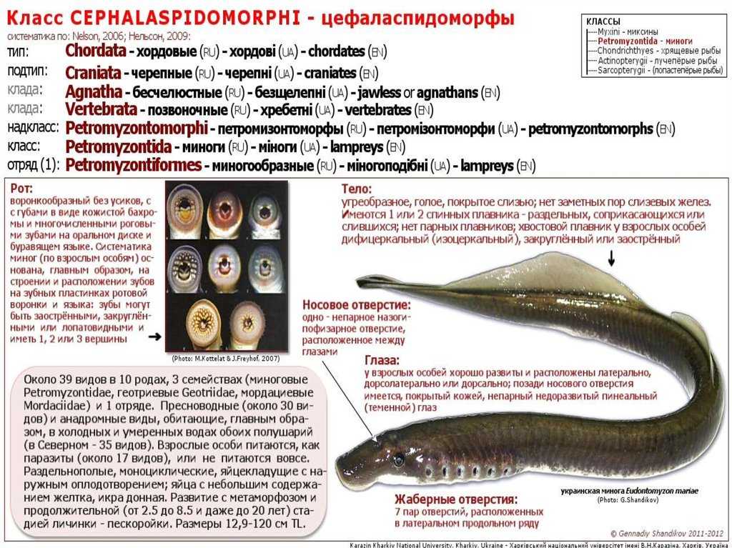 Внешнее строение миноги