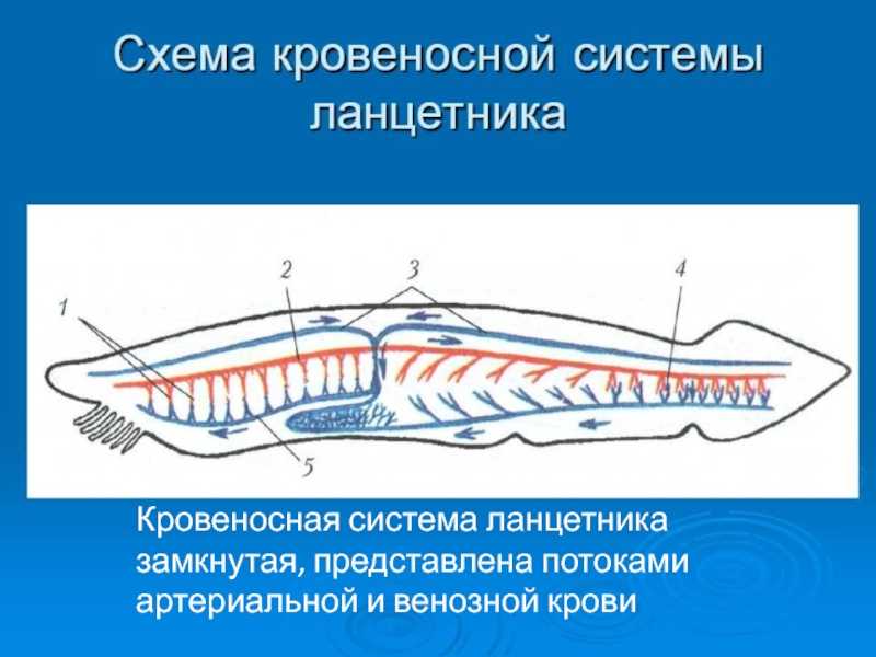 Ланцетник, внешнее и внутреннее строение, кровеносная, выделительная и дыхательная система, развитие, где закладывается хорда, отличие от беспозвоночных | tvercult.ru