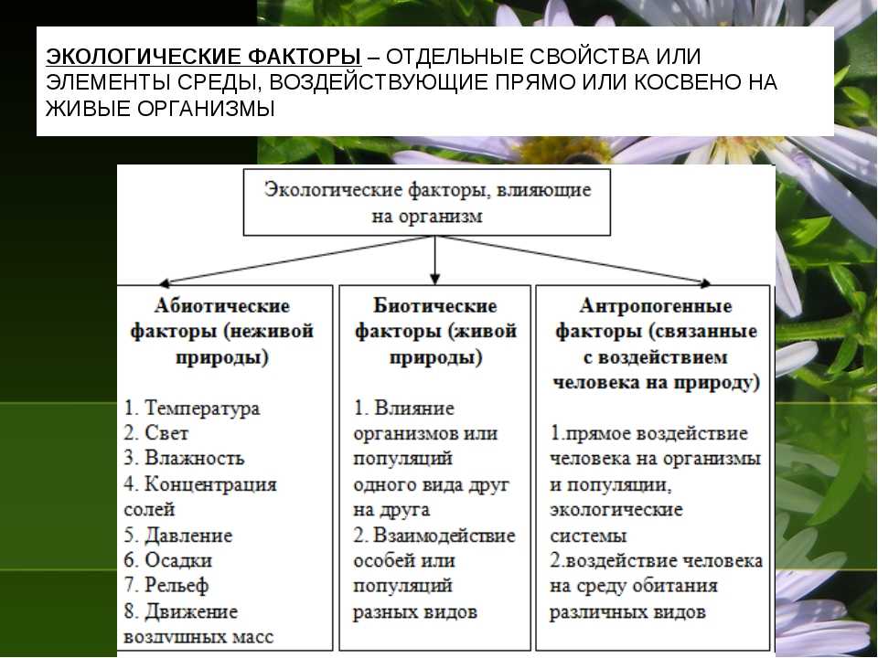 Экологические ⭐️ факторы: их виды, особенности, характеристики и примеры