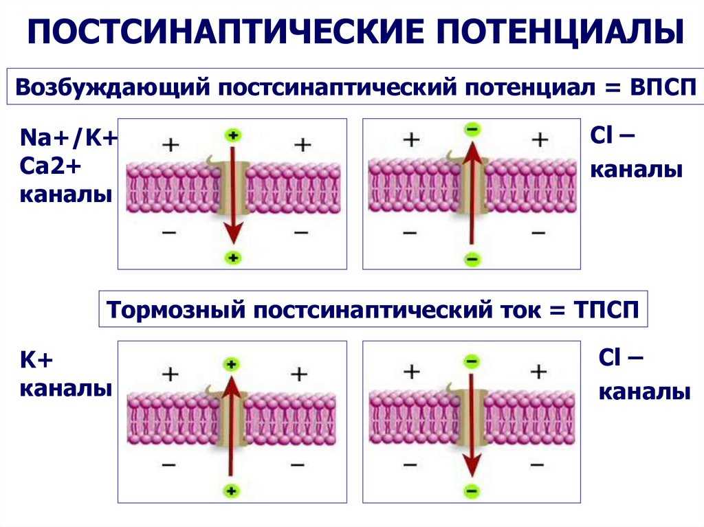 Физиология online | тематический план