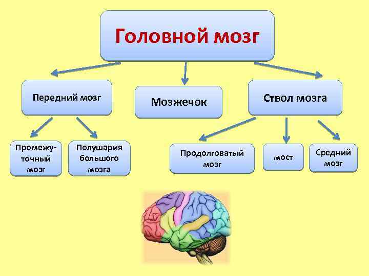 Таблица по биологии строение головного мозга. головной мозг, его строение и функции