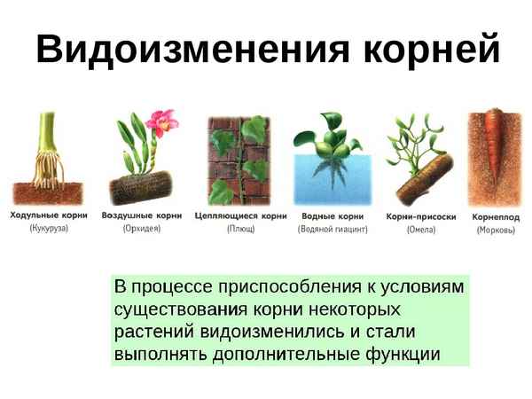 Видоизменения органов растений