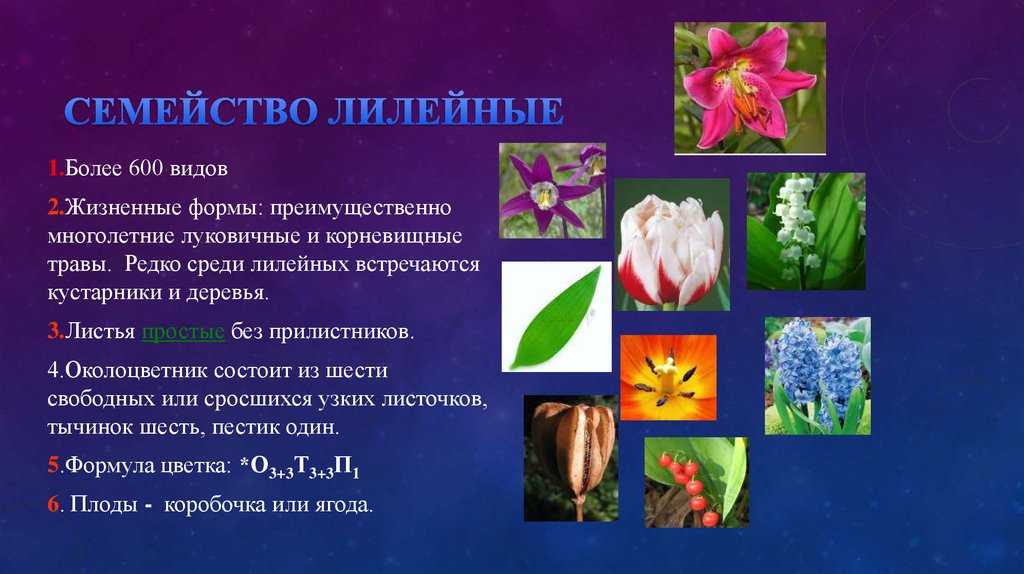 Комнатные цветы семейства лилейных фото с названиями и описанием
