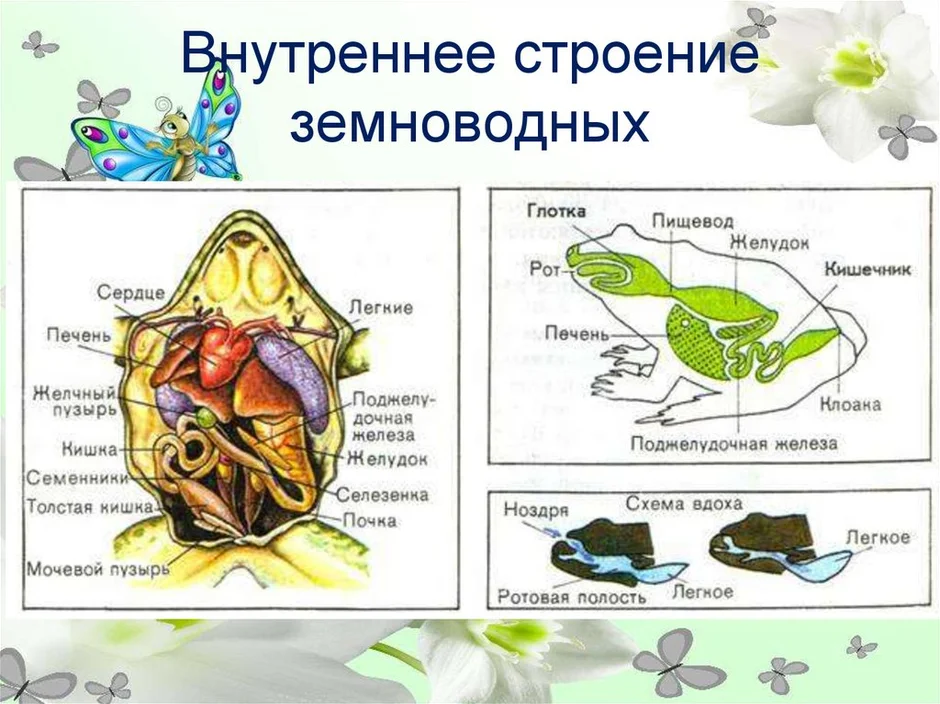 Зелёная лягушка