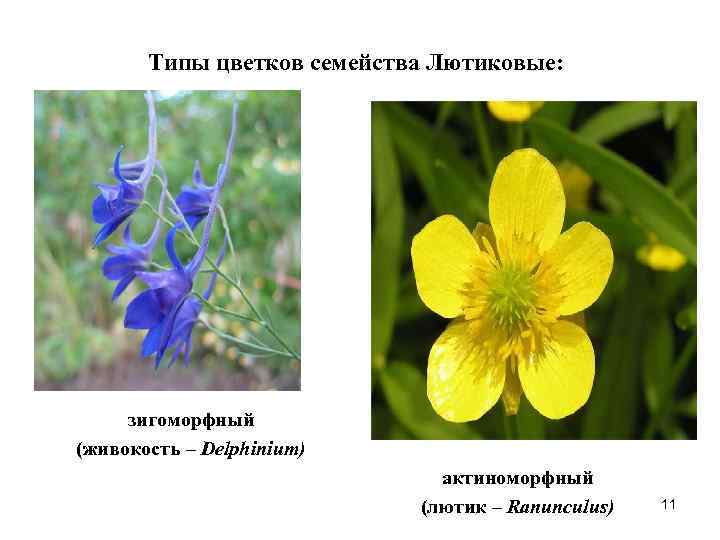 Лютиковые — справочник цветов