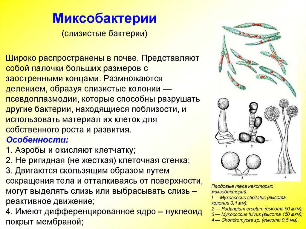 Микроскопические грибы
 - большая энциклопедия нефти и газа, статья, страница 1