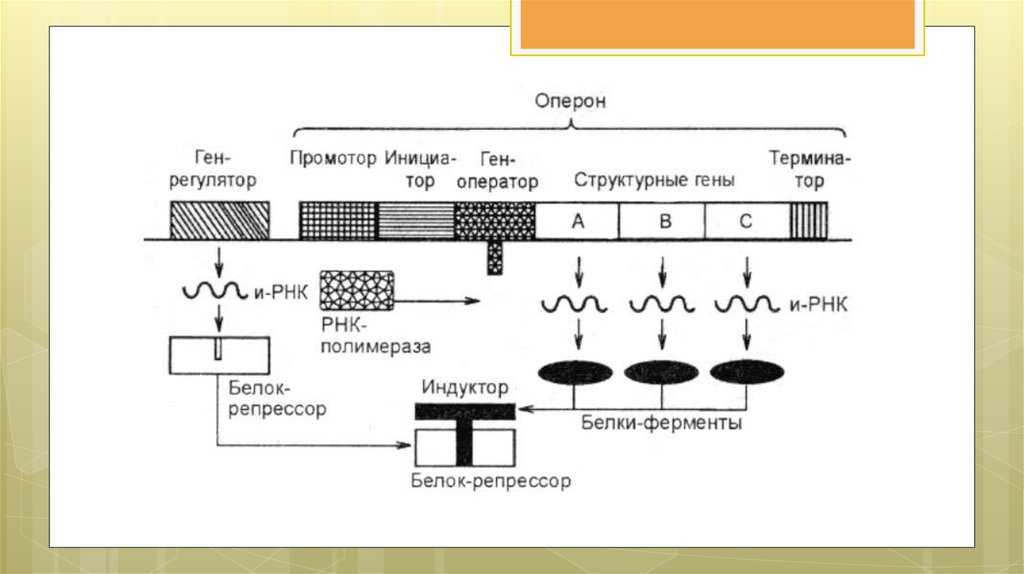 Особенности организации генов про- и эукариот. строение оперона прокариот. регуляторные области и структурные гены. активатор, промотор, оперон и терминатор. стартовый кодон, терминатор. курсовая работа (т). биология. 2014-02-03