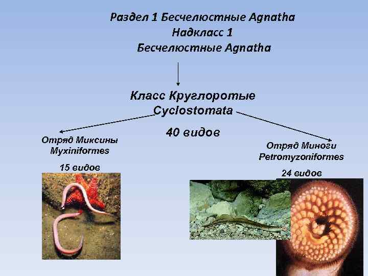 Класс круглоротые - бесчелюстные - хордовые