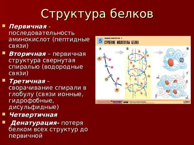 Строение и функции белков. денатурация белка