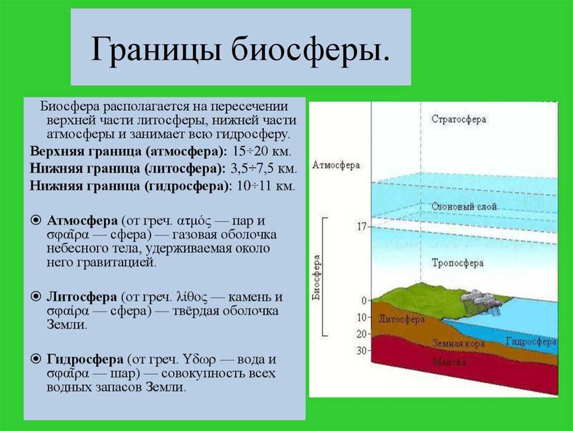 Биосфера и свойства биомассы планеты земля - биология - я биолог