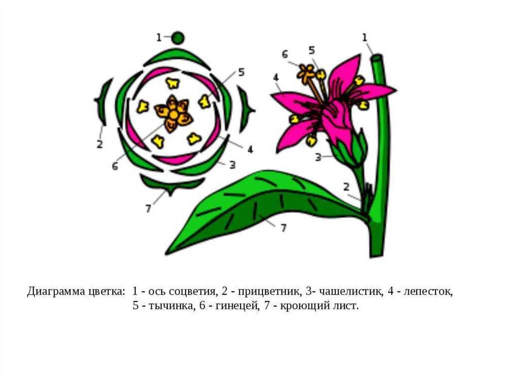 Цветок. строение и функции цветка. формула и диаграмма цветка