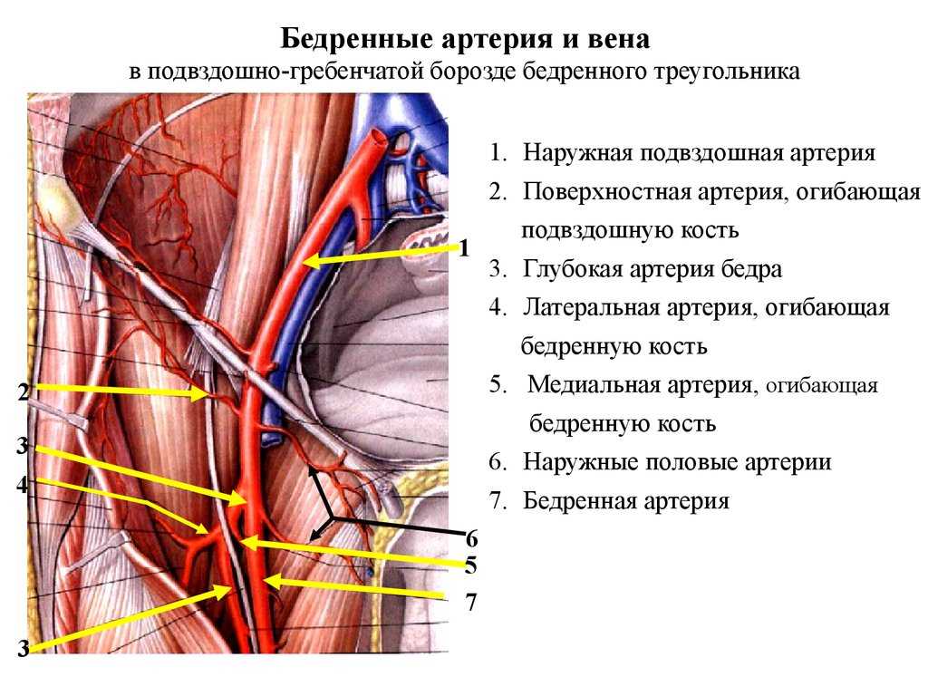 Где находится бедренная артерия и ее ветви