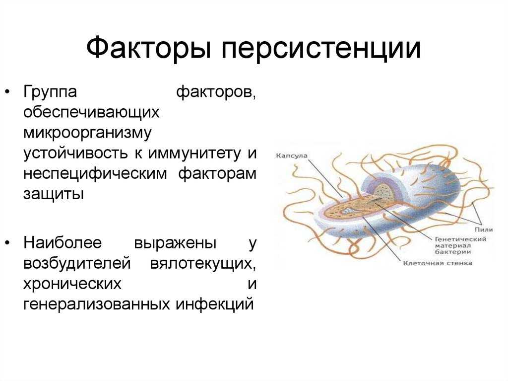Персистирующая инфекция: что это такое, возбудители, диагностика, лечение