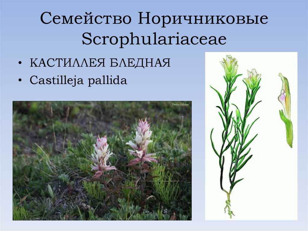 Норичниковые