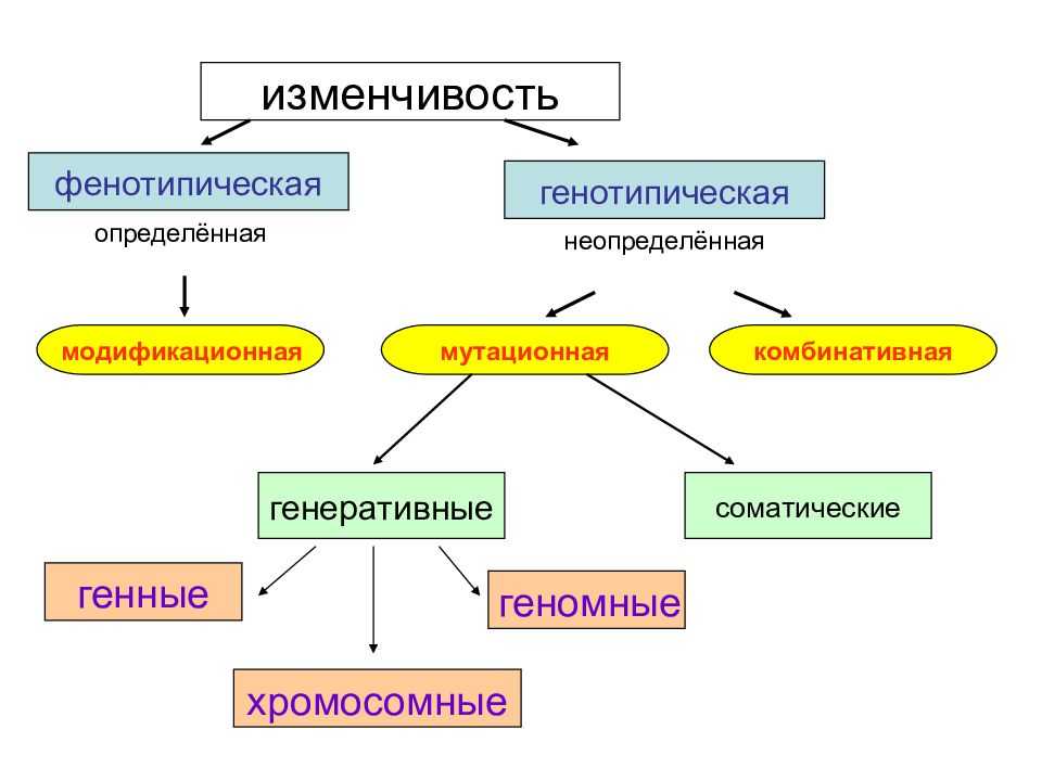 Фенотипическая изменчивость