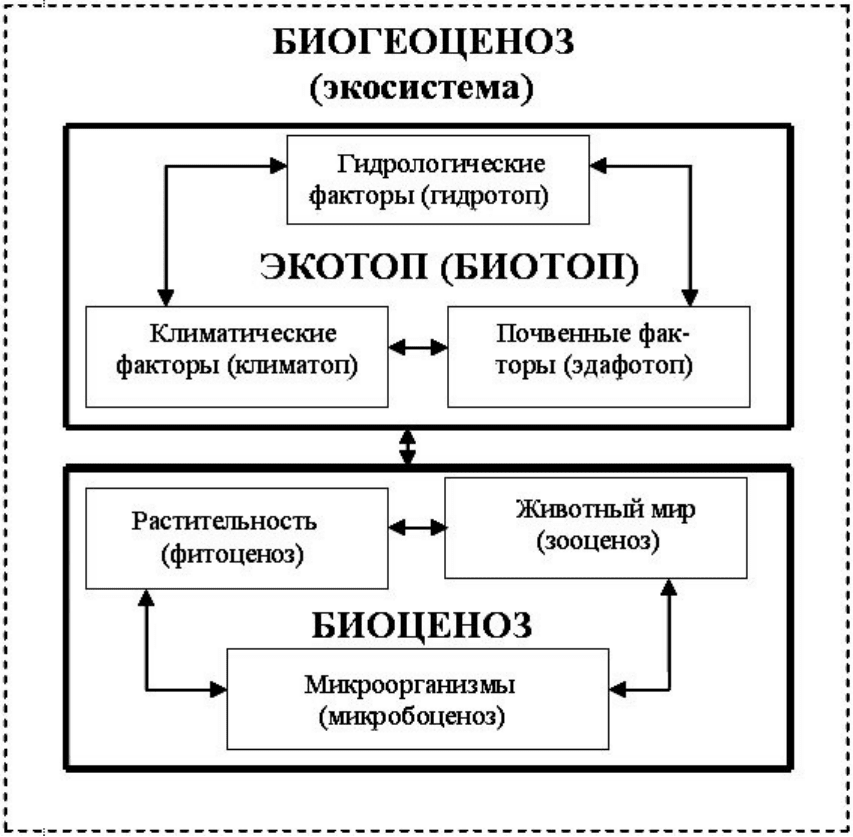 24. структура экосистем. биология. общая биология. 11 класс. базовый уровень
