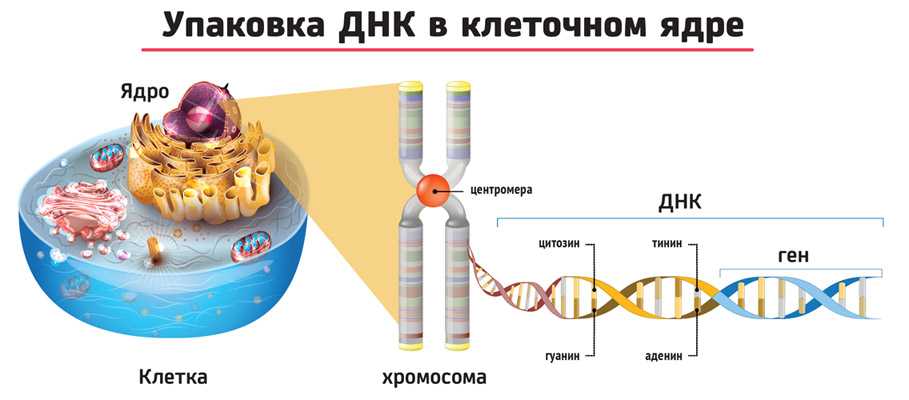 Биохимия и молекулярная биология - в. эллиот - 2002