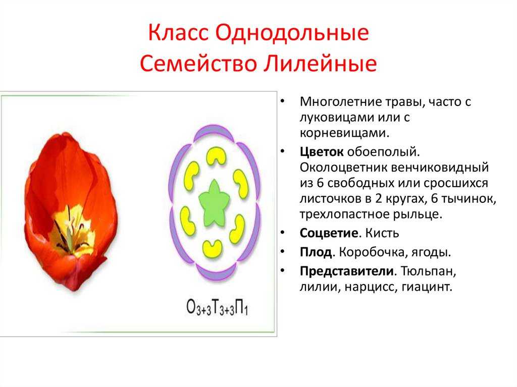 Семейство лилейные