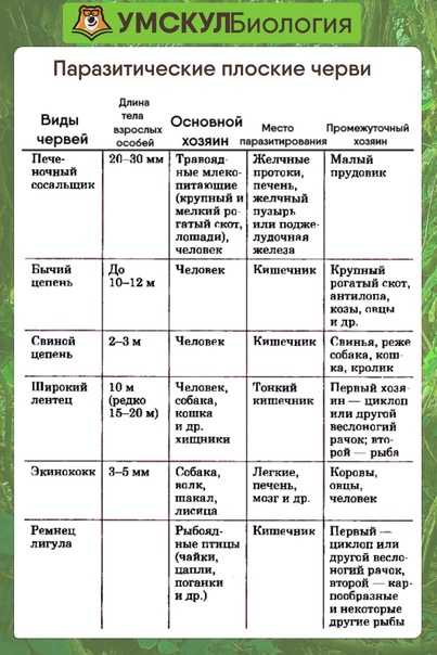 Уровни организации живой природы: таблица свойства живых организмов