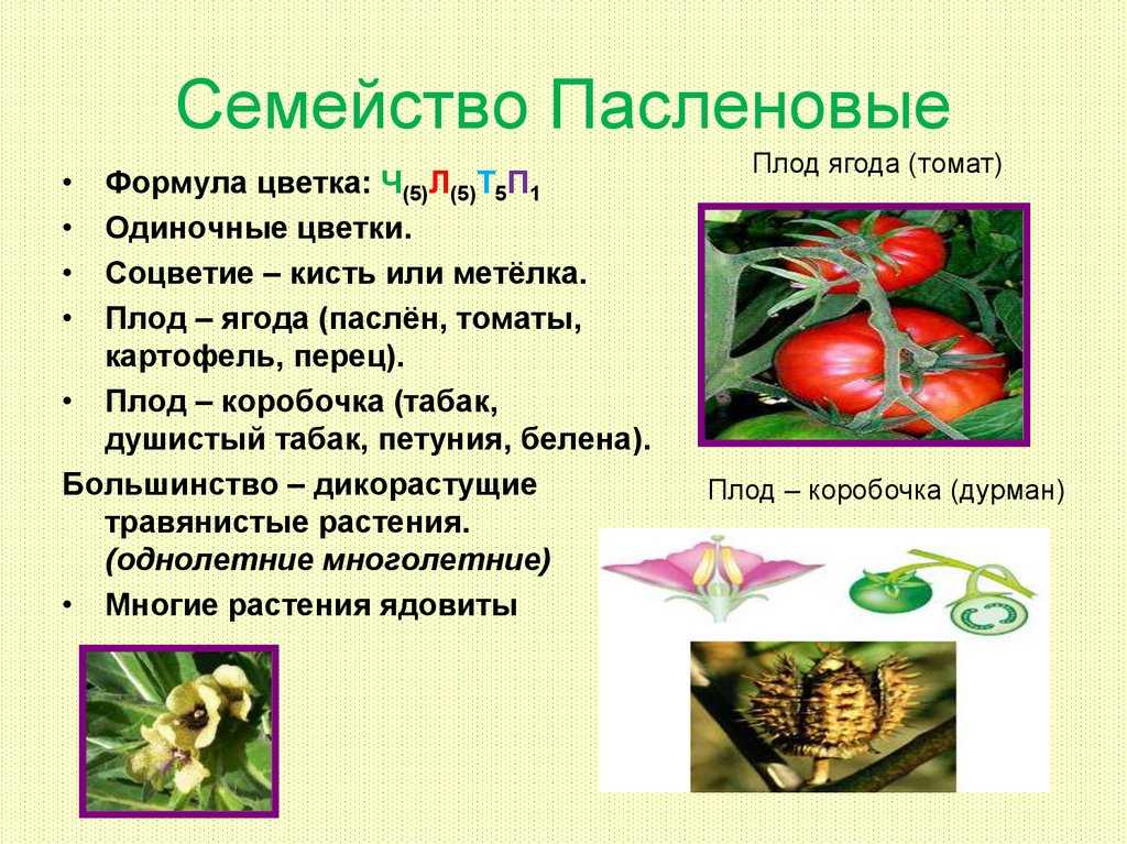 Семейство паслёновые - характеристики, описание и признаки представителей