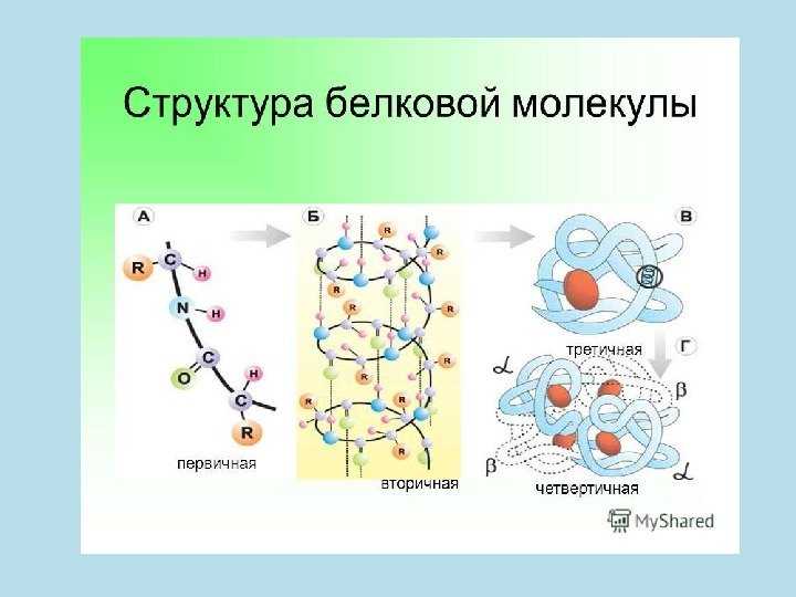 В. конформация белков