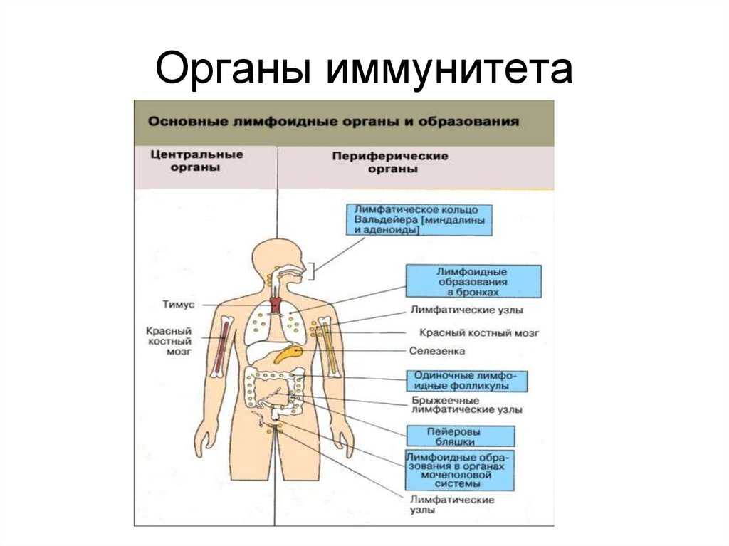 Главные органы