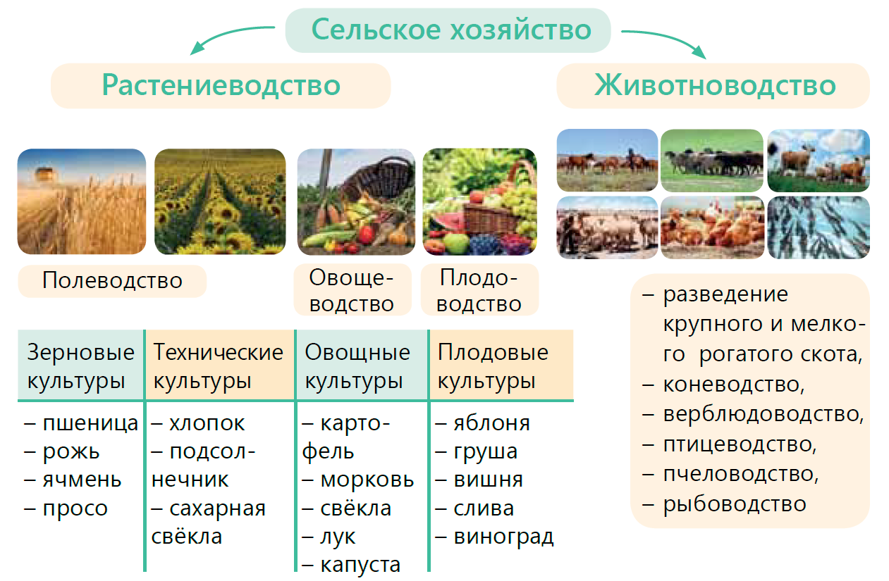 Презентация сельское хозяйство растениеводство животноводство