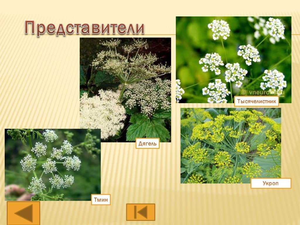 Семейство зонтичные - описание, роды, растения-представители