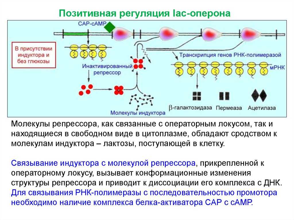Терминатор (молекулярная биология). оперон и транскриптон как единицы транскрипции