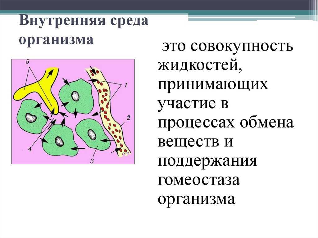 Внутренняя и внешняя среда организации (среда менеджмента)
