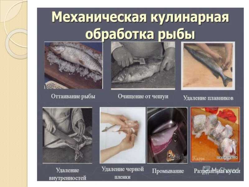 Технологии переработки рыбы