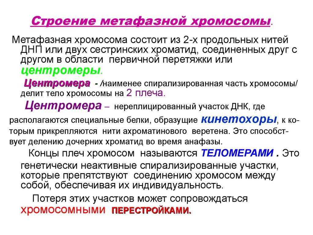 Строение метафазной хромосомы рисунок — от земли до неба