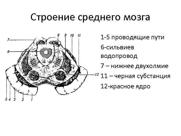 Корково-ядерный путь, tractus corticonuclearis (схема 11, 12)