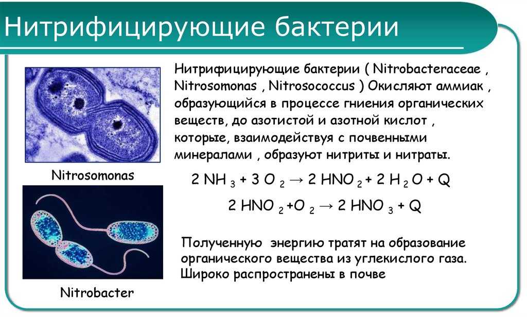 Разница между нитрификацией и денитрификацией - разница между - 2023
