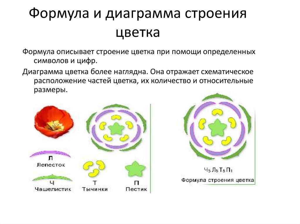 Цветок. строение и функции цветка. формула и диаграмма цветка