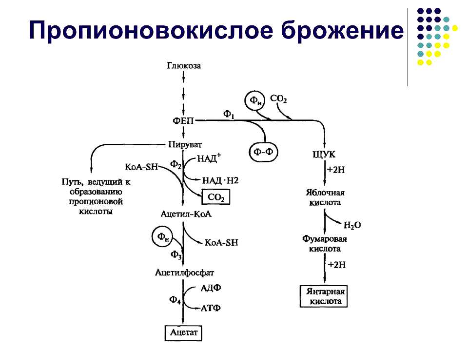Маслянокислое брожение глюкозы: формула, возбудители и применение